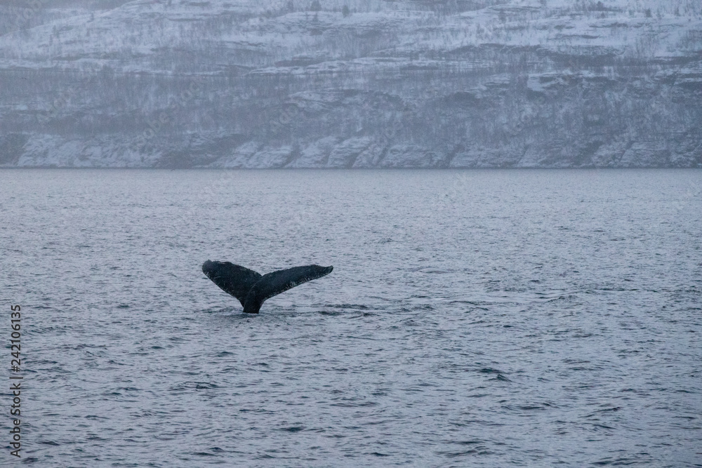 Fototapeta premium TRØMSO, Nord Norwegen | Polar- Kruezfahrten