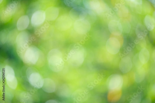 Sunlight green bio background, abstract blurred foliage sun light. Organic design nature abstract background with copyspace for text advertising design. Blur nature image in sunshine  and bokeh effect