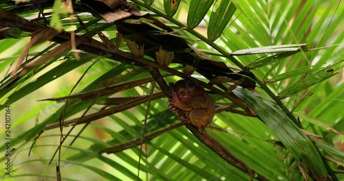 tarsier in a tree, philippines photo