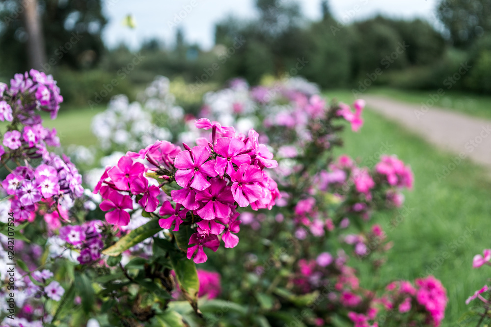 flowers in the Maryino Park