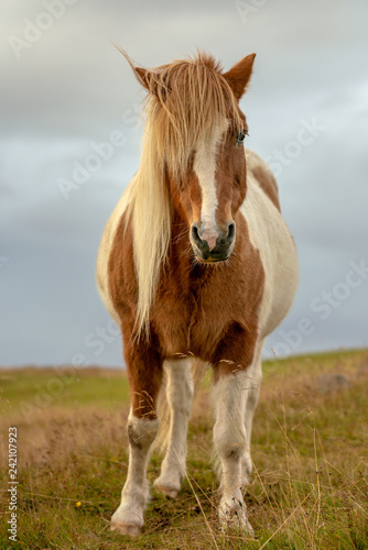 Full body front portrait of a pinto colored Icelandic horse