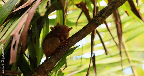 tarsier in a tree, philippines photo