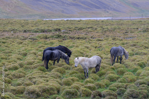 Group of Icelandic horses in a green humpy field photo