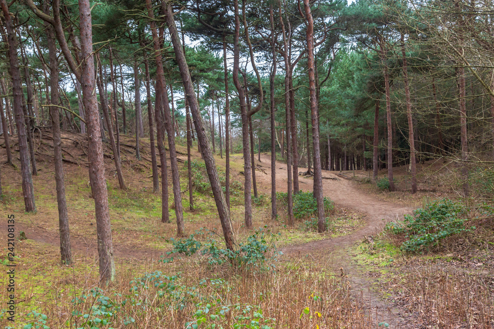 A pathway through woodland, in Formby pinewoods A pathway through woodland, in Formby pinewoods