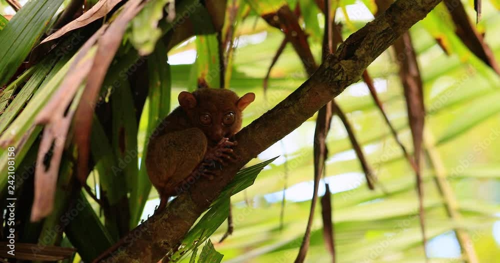 tarsier in a tree, philippines tarsier in a tree, philippines