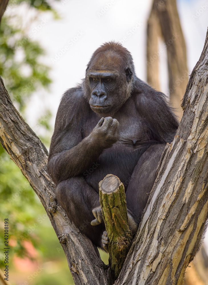 Portrait of a big western lowland gorilla