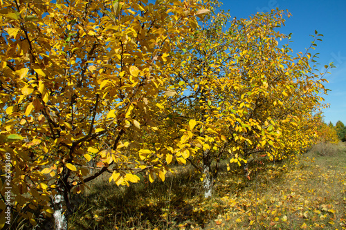 Autumn leaves of trees