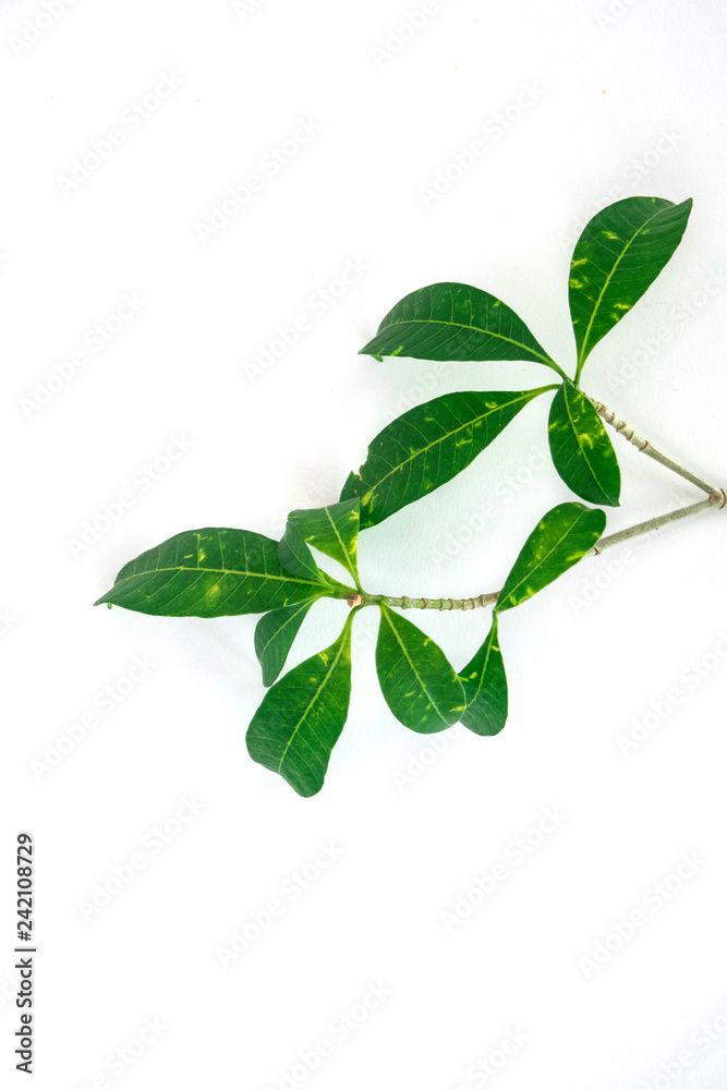 Obraz premium Green leaf on white background.