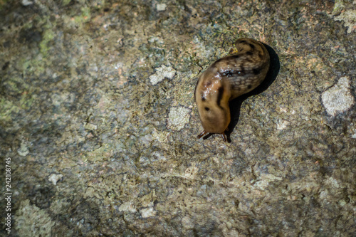 Konstfotografi A small brown land slug in Acadia National Park, Maine