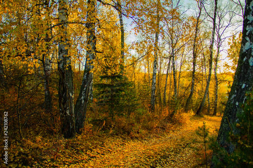 Siberian autumn forest © sman83