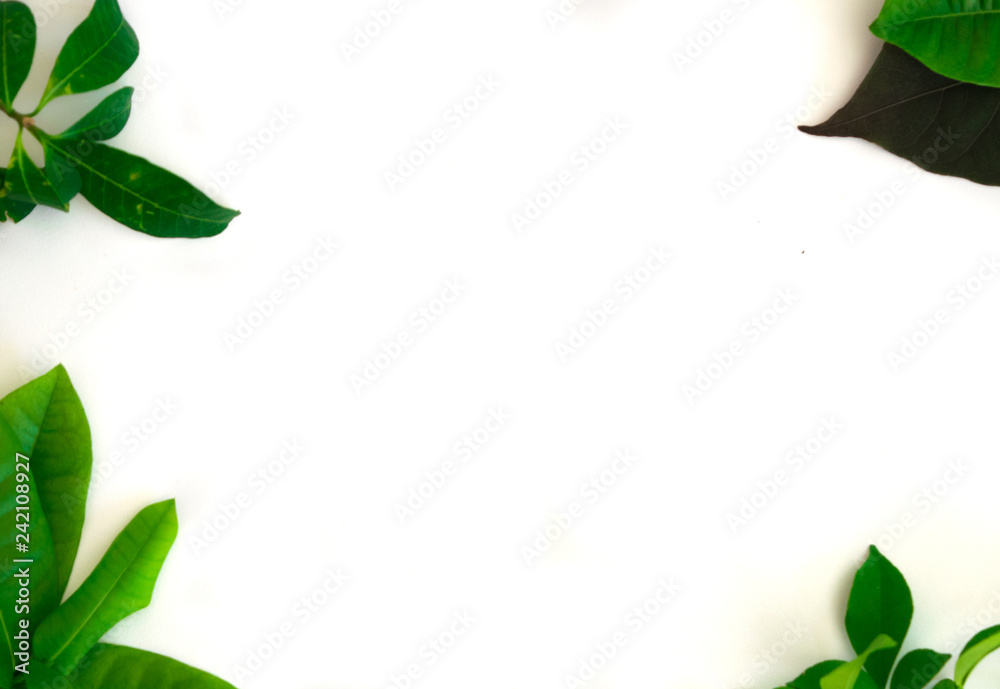 Naklejka premium Green leaf on white background.