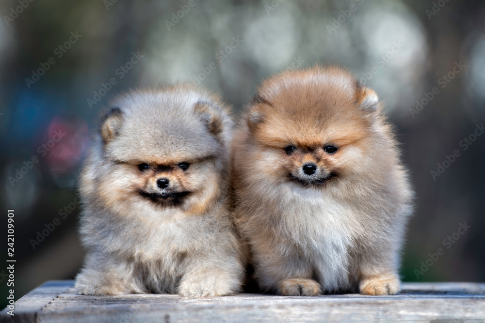 two adorable pomeranian spitz puppies posing together outdoors two adorable pomeranian spitz puppies posing together outdoors