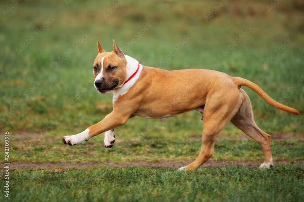 red american staffordshire terrier dogs running outdoors