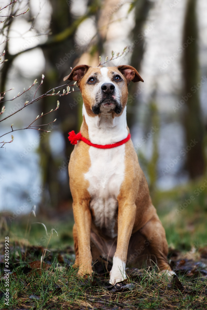 american staffordshire terrier dog posing outdoors