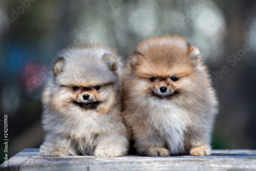 two adorable pomeranian spitz puppies posing together outdoors
