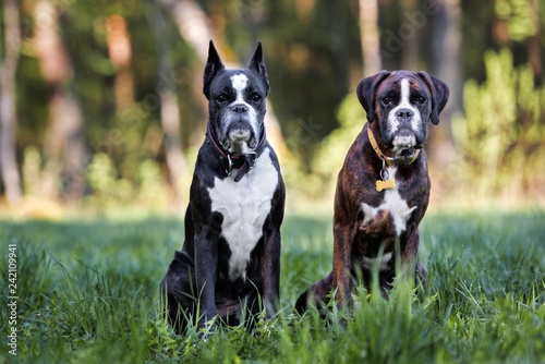 Photography two german boxer dogs posing together outdoors