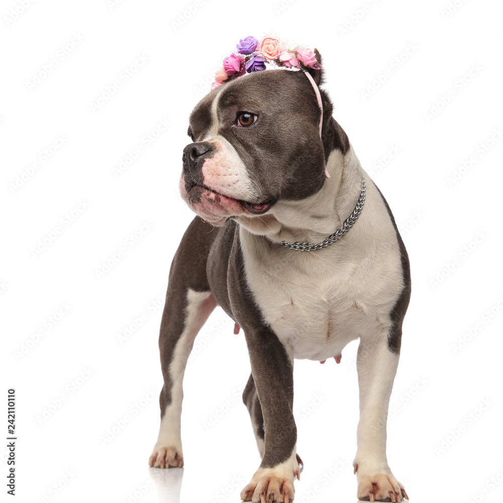 american bully with spring flowers crown looks to side