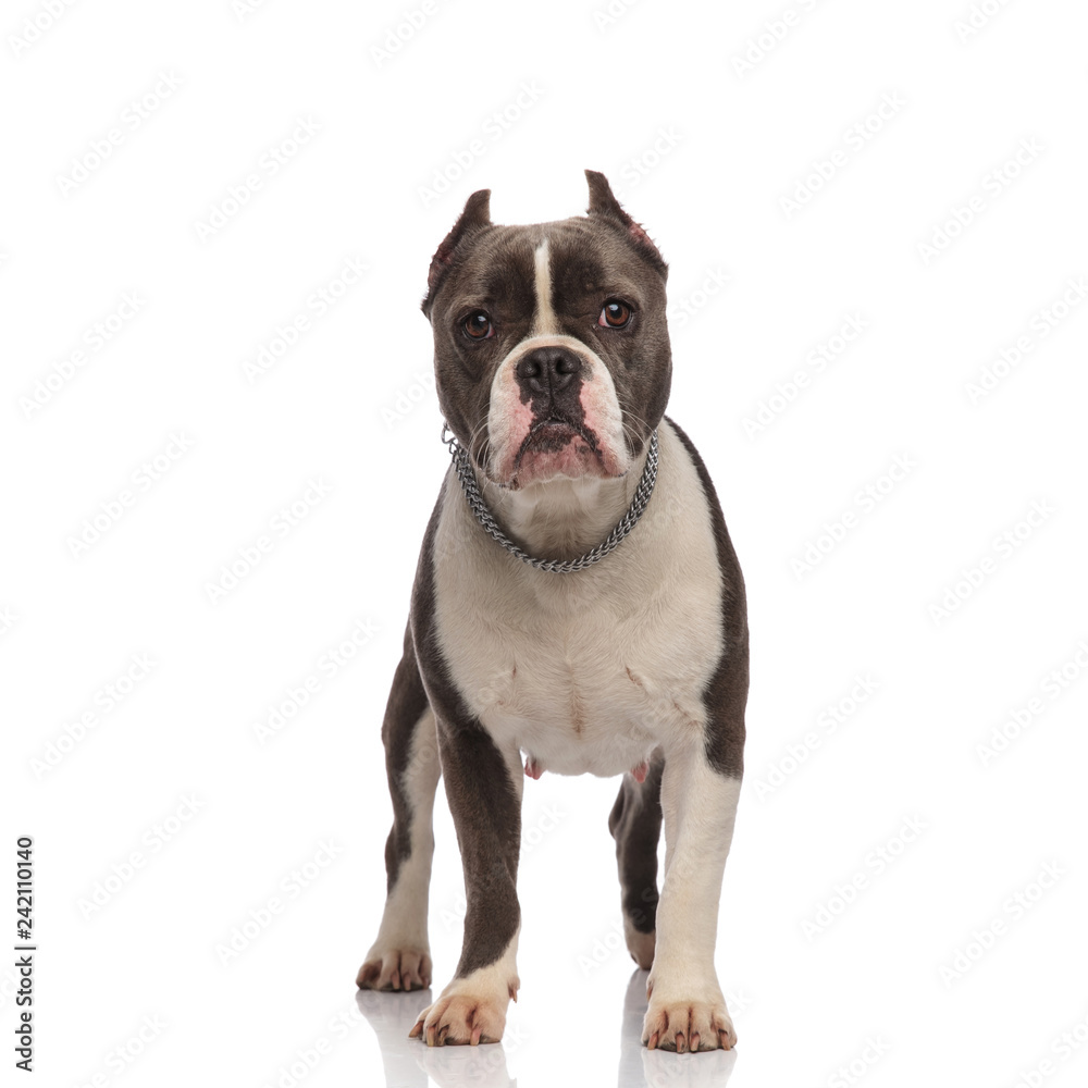 grey american bully wearing a chain necklace standing