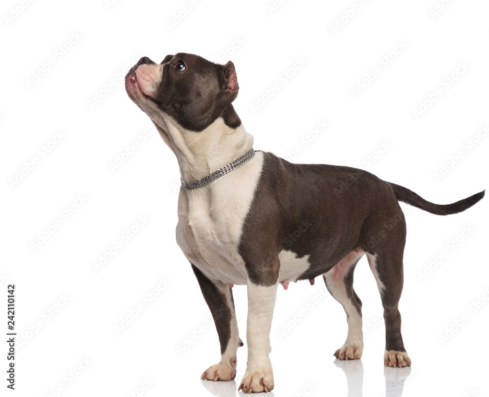 curious american bully wearing chain collar looking up to side