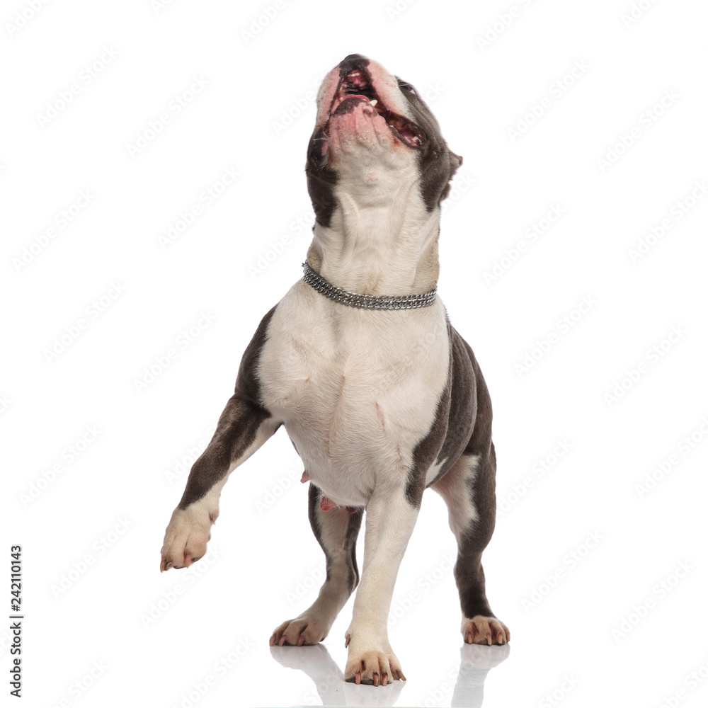 playful american bully stepping forward while looking up