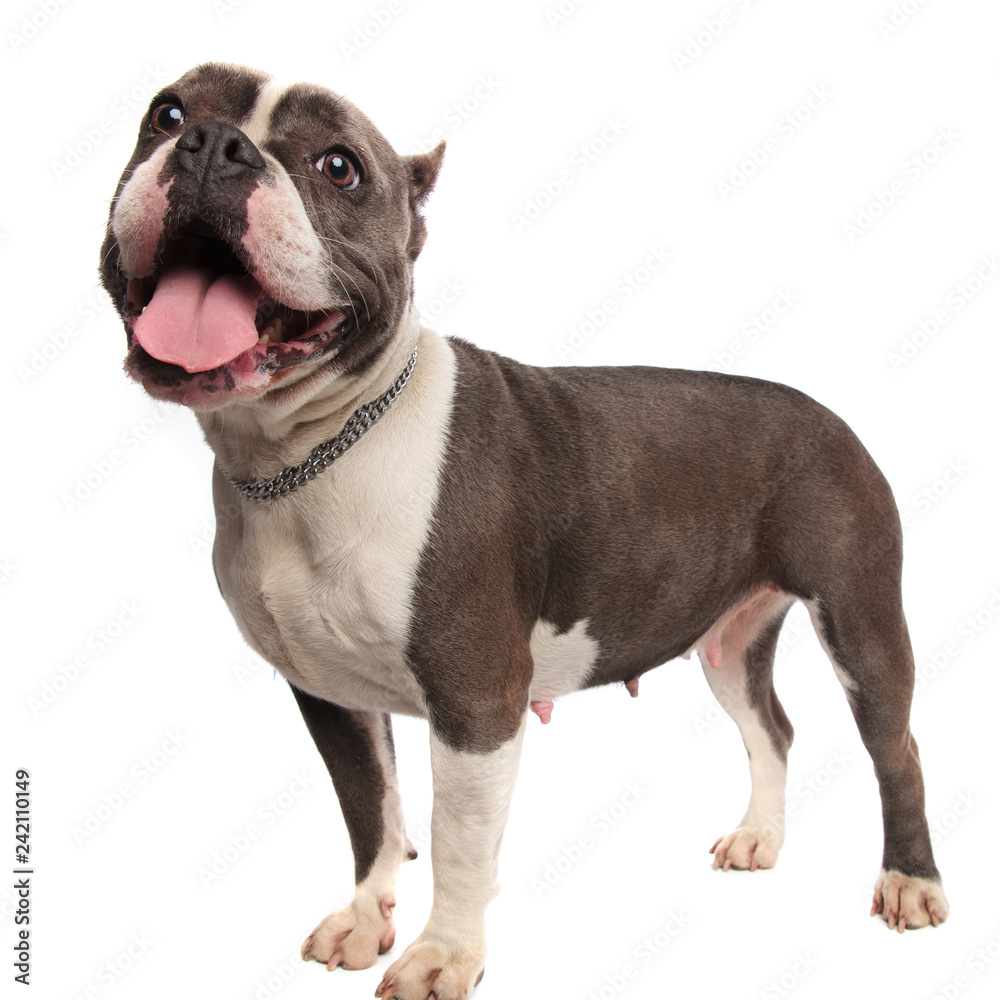 side view of happy merican bully panting and looking up side view of happy merican bully panting and looking up