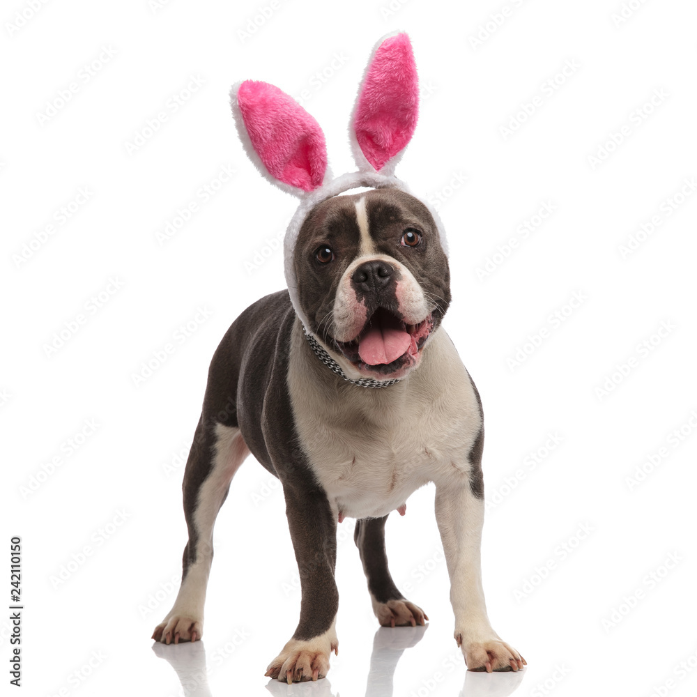 excited american bully wearing pink bunny ears panting