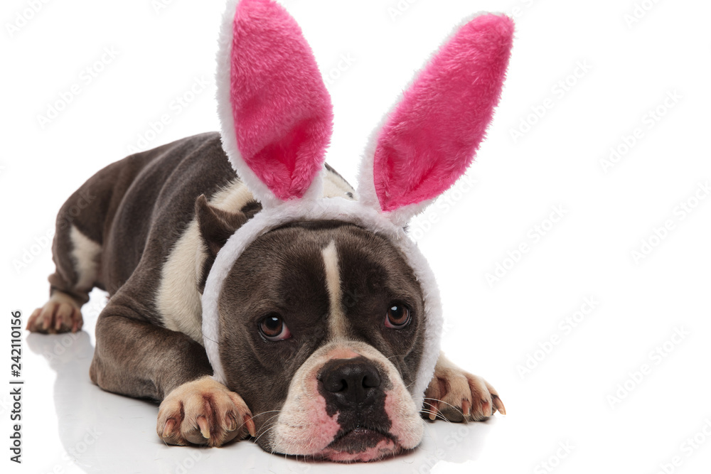 adorable american bully wearing rabbit ears headband lying