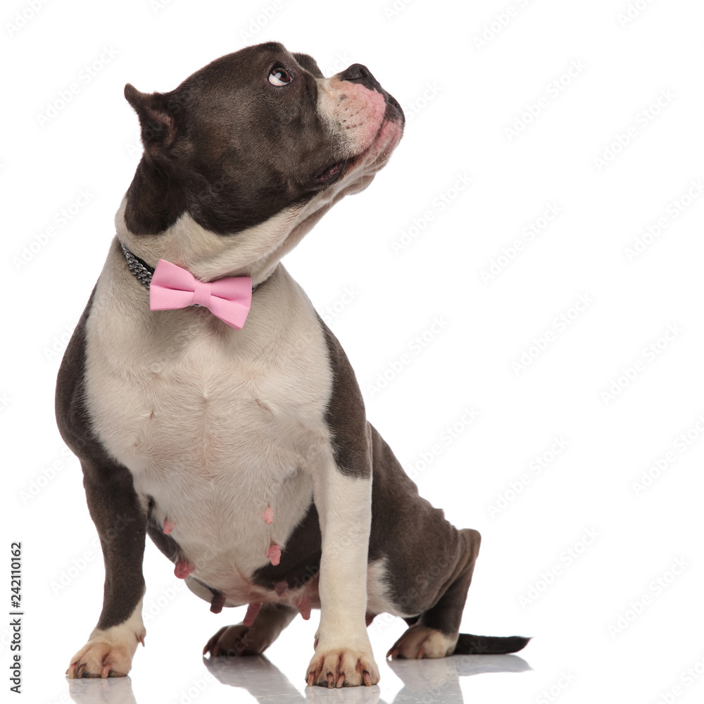 curious elegant american bully looks up to side