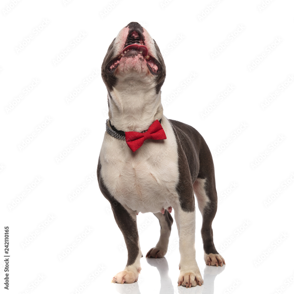 curious american bully wearing red bowtie and collar looks up curious american bully wearing red bowtie and collar looks up