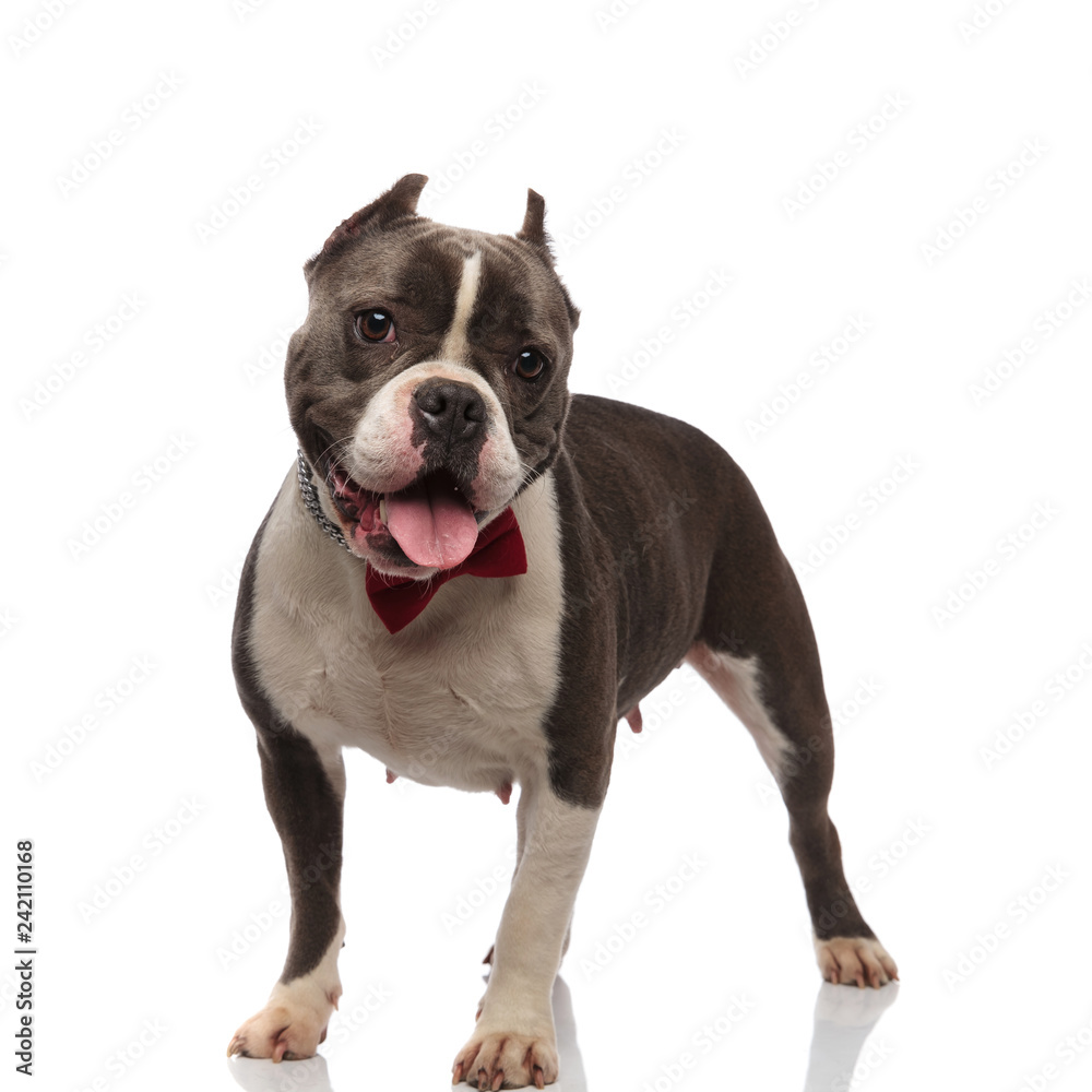 cute american bully with red bowtie stands and pants