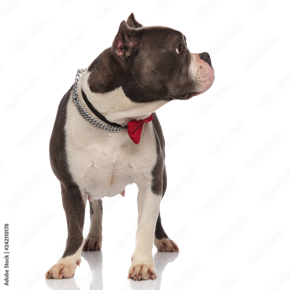 curious classy american bully wearing collar looks to side