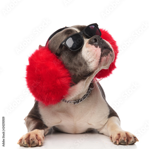 american bully wearing big red earmuffs looks up to side