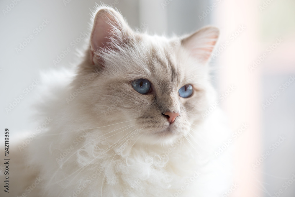 Naklejka premium Portret piękny święty kot Birma