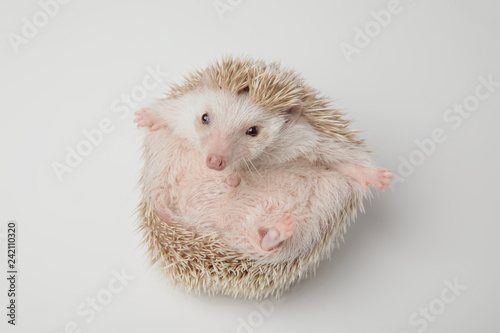 happy white hedgehog wants a hug