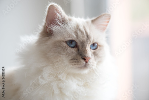 Fototapeta Naklejka Na Ścianę i Meble -  Portrait of beautiful sacred cat of burma