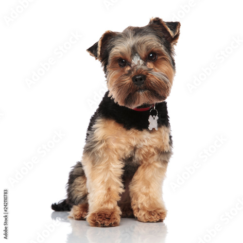 cute yorkshire terrier wearing red collar sits