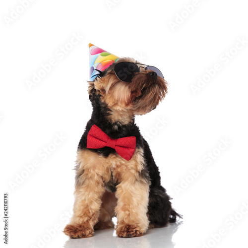 stylish yorkshire terrier wearing birthday hat looks up to side