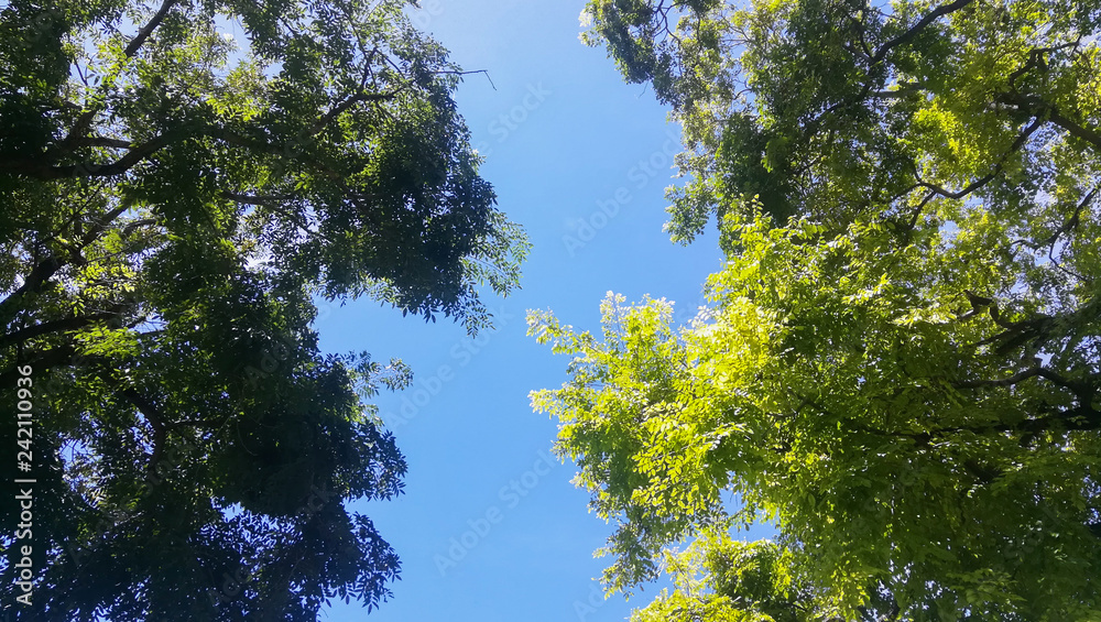 Obraz premium cloudy sky with tree in corner of view