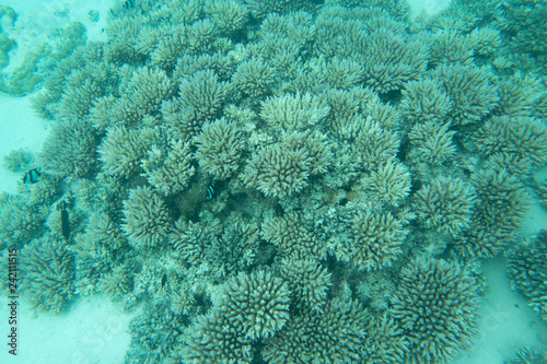 Anemone fish underwater Coral reef