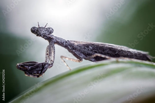 praying mantis insect