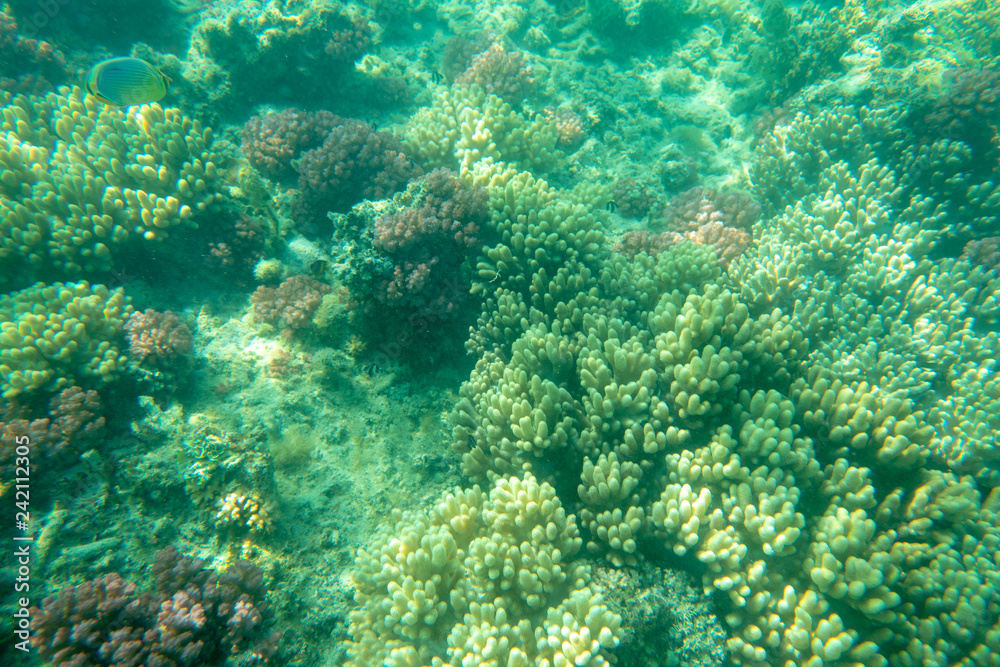 background gorgeous sea bottom through transparent blue water marine life