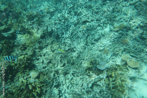 Beautiful coral garden blue underwater sea