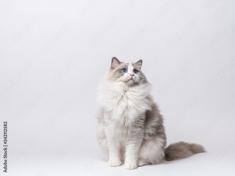 A beautiful male blue bicolor Ragdoll purebreed cat on a white background.