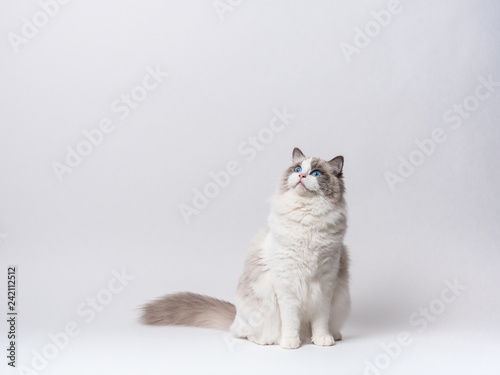 A beautiful cute female blue bicolor Ragdoll purebreed cat on a white background.
