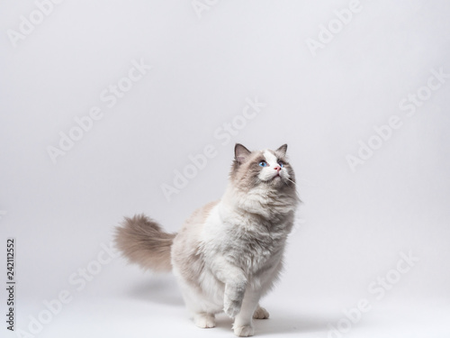 A beautiful cute princess of blue bicolor Ragdoll purebreed cats on a white background.