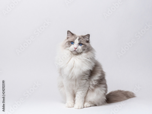A beautiful male blue bicolor Ragdoll purebreed cat on a white background.