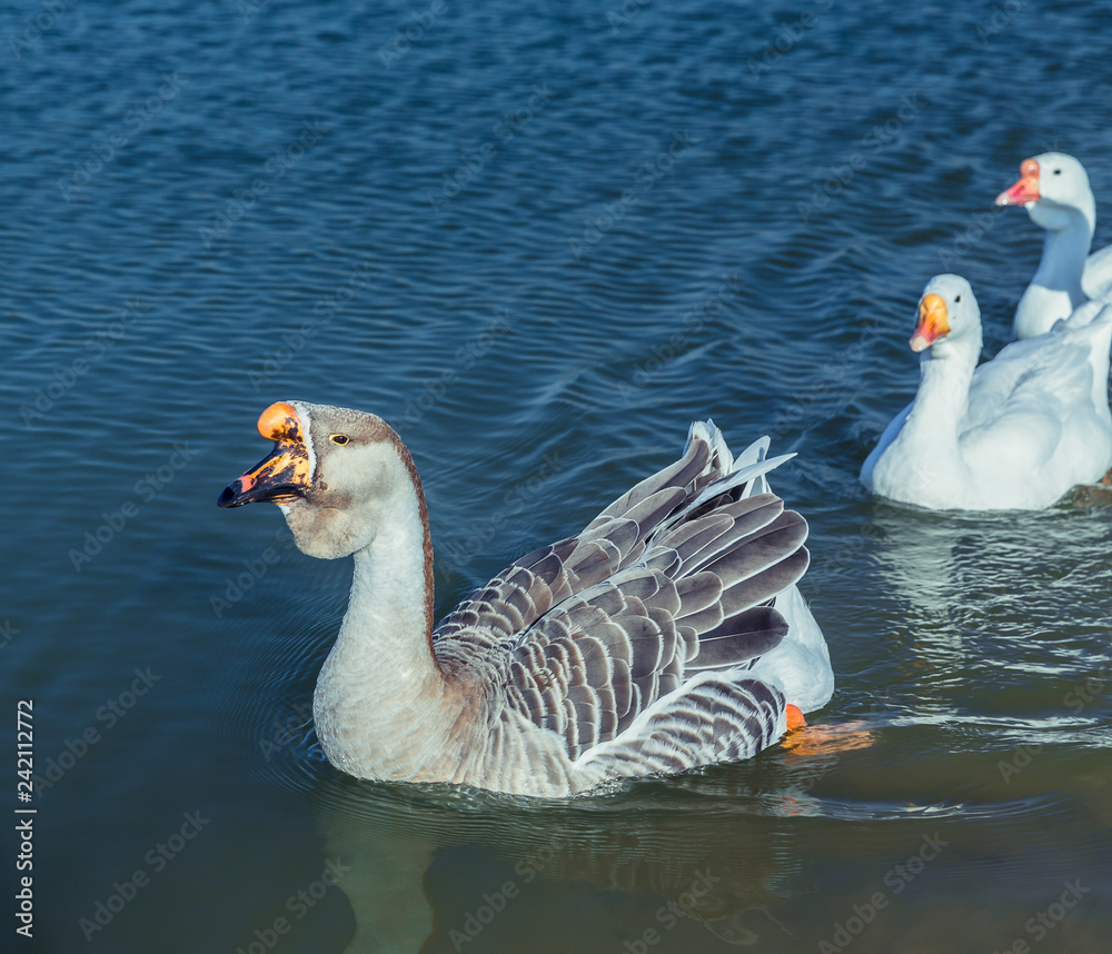 Fototapeta premium Geese on the Lake