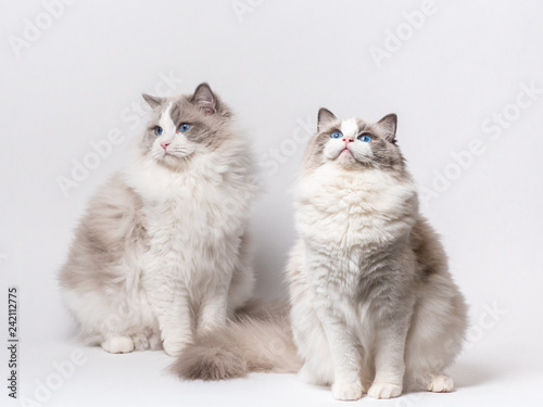 A beautiful cute couple of blue bicolor Ragdoll purebreed cats on a white background. photo