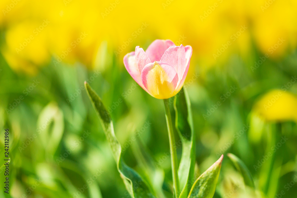 Single pink Dutch tulip growing in a yellow flower bed during Springtime Single pink Dutch tulip growing in a yellow flower bed during Springtime