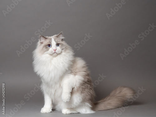 A beautiful male blue bicolor Ragdoll purebreed cat on a gray background.